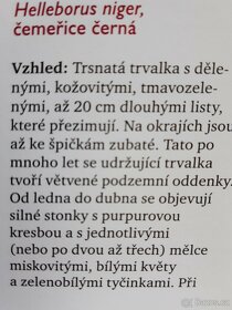 Čemeřice černá - 3