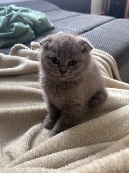 Skotská koťatká: Scottish fold a Scottish straight - 3