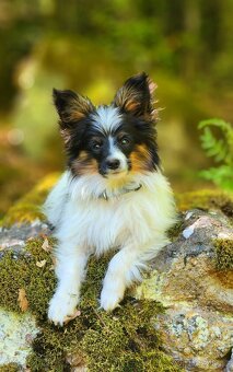 Papillon s PP - 3