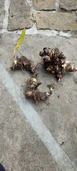 Dosna indická - Canna indica - 3