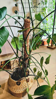 4roční monstera - 3