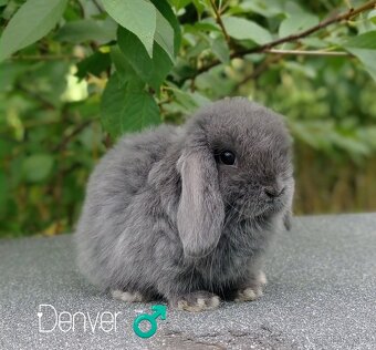 Zakrslý králíček Mini lop - 3
