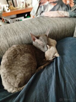 Cornish rex koťátka bez PP - 3