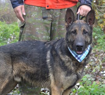 RENE K ADOPCI - 4 ROKY,KAMARÁDSKÝ,ZVĚDAVÝ,HRAVÝ - 3