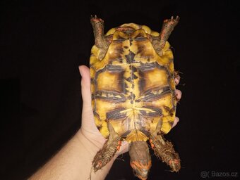 Želva uhlířská - 3