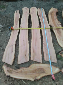 švestka fošny 4cm silné,vhodné do pryskyřice a na dekoraci - 3