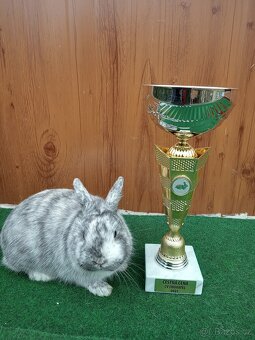 Zakrslý rhönský sameček - 3