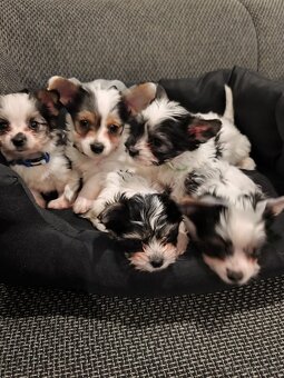 Jorkšírský teriér biewer - 3