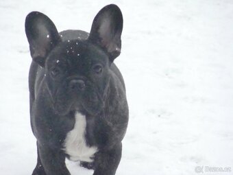 francouzský buldoček - 3