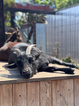 Prodám zakrslé kozy - 3