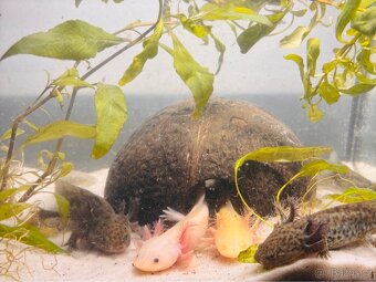 Axolotl + akvarium SPĚCHÁ - 3