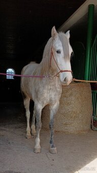 Lusitano - exkluzivní valach - 3