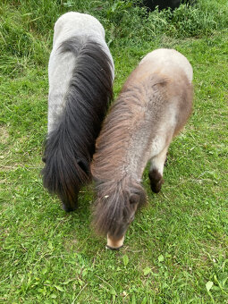 Shetland pony - 3
