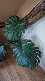 Monstera - 3