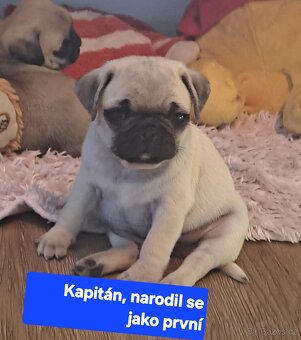 Mops - 3