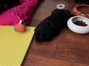 Štěňata labradora - 3