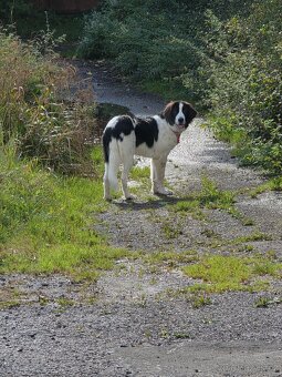 Landseer s PP - 3