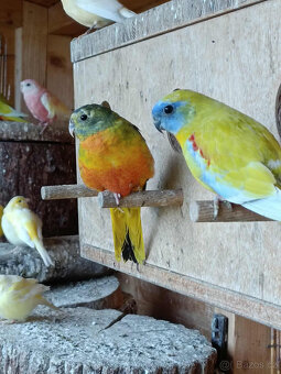 neoféma tyrkysová - 3