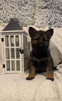 Německý ovčák s PP - 3