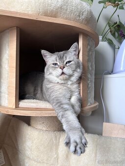 Skotský kocour s PP - 3