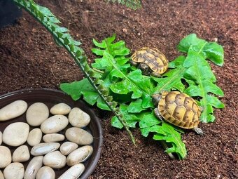 Suchozemská želva - Testudo hermanni - 3