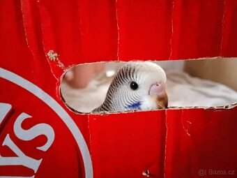 Andulka vlnkovaná - 3