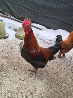 Kohouti Maransky - 3