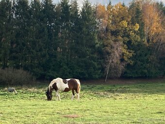 Klisna hnědý strakoš - 3