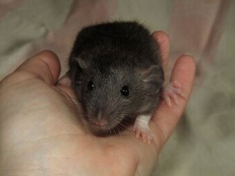 Dumbo, obláčkový efekt - mláďata potkánků s výpisem předků - 3
