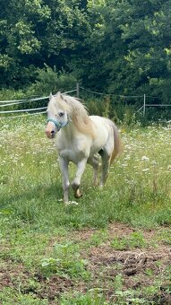 Hřebec Welsh mountain pony - 3