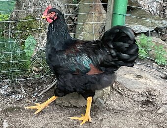 Kachna saská,kohouti Am,Ba - 3