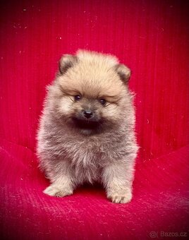 Pomeranian - 3