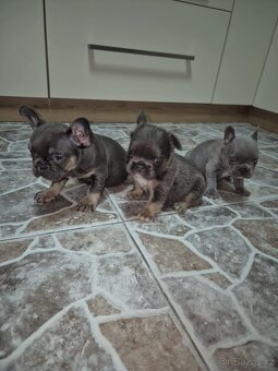 Francouzský buldoček - 3