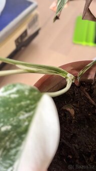 Monstera variegata - 3