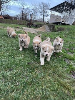 Akita inu šteňátka - 3
