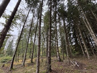 Prodej, pozemek, 7 967 m,  35, Čížkov - Chynín, Česko - 3