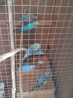 Letošní andulky - okroužkované - 3