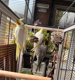 Korela chocholatá, lutino - 3