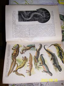 MALÝ BREHM-5 KNIH - 3