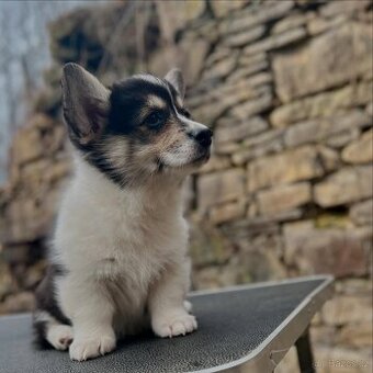 Welsh corgi pembroke s PP - 3