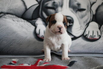 Stafordširský bullterrier Překrásná fenka s rodokmenem FCI - 3