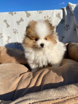 Pomeranian, špic, oranžový špic, pomik - 3