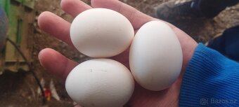 Leghorn - 3