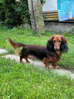 Šťěňátka Jezevčíka trpasličí/kraličí dlouhosrstá - 3