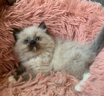 Koťátka Ragdoll s PP - 3