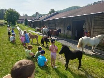 shetland pony s PP hřebeček - 3