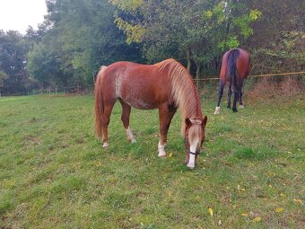 Klisna s hříbětem Welsh pony B - 3