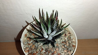 Haworthia Fasciata variegated ( sukulent ) - 3