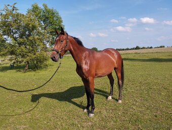 Tříletý valach CS po Beaumont - 3