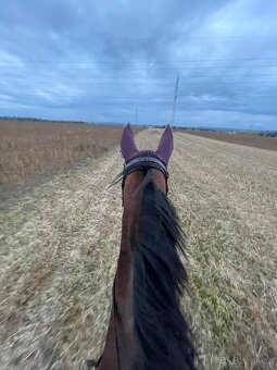 Talentovaná 5 letá klisna do sportu - 3